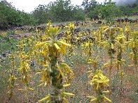 Grotta_Intraleo - 20100515 055.jpg